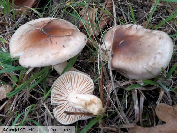 Hygrophorus discoideus