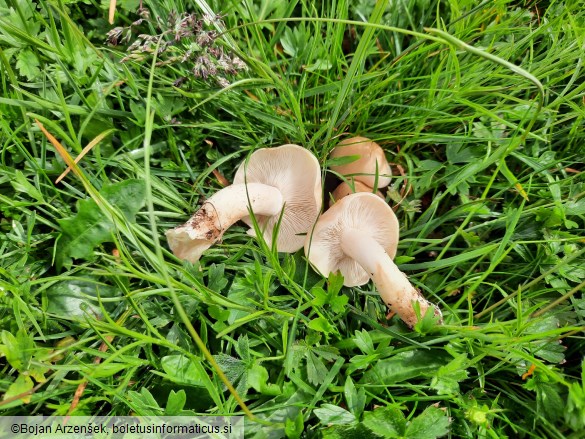 Calocybe gambosa