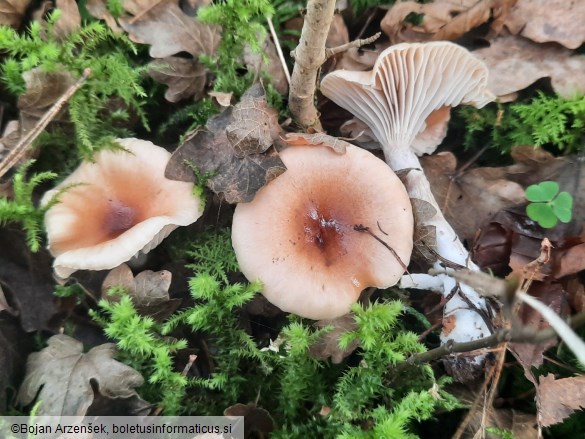 Hygrophorus discoideus