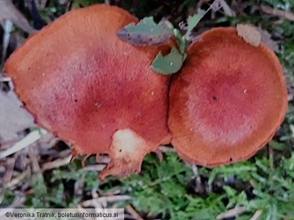 Cortinarius sanguineus