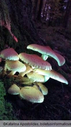 Pholiota squarrosa