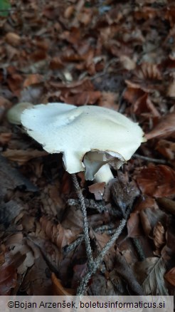 Agaricus silvicola