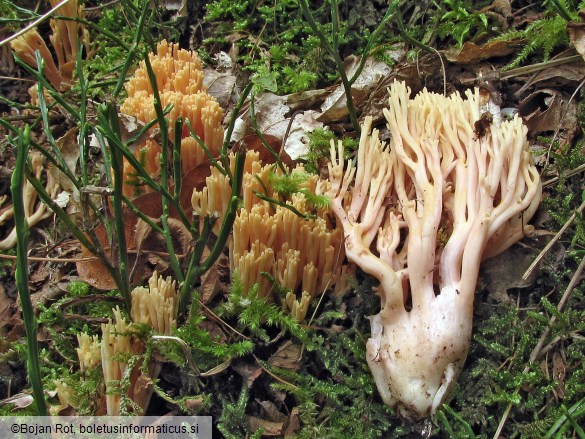 Ramaria formosa