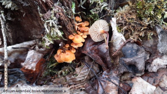 Xeromphalina campanella