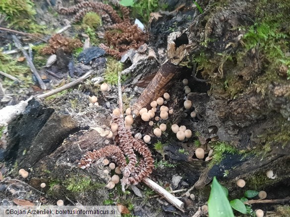 Coprinellus disseminatus