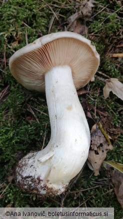 Entoloma sinuatum