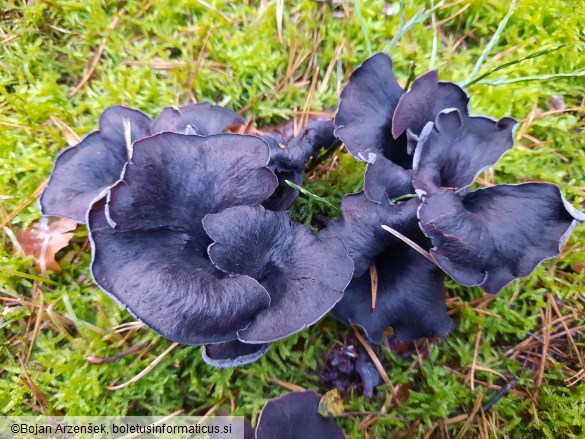 Craterellus cornucopioides