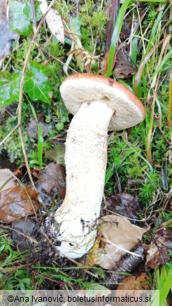 Leccinum versipelle