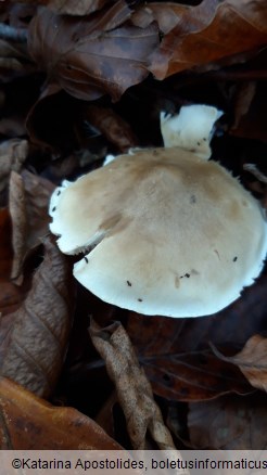 Tricholoma