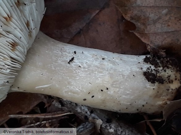 Russula paludosa