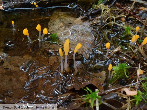 Mitrula paludosa