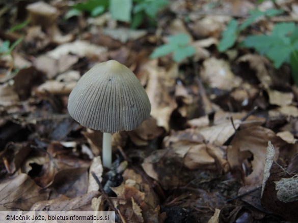 Coprinellus radians