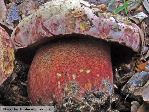 Rubroboletus rhodoxanthus