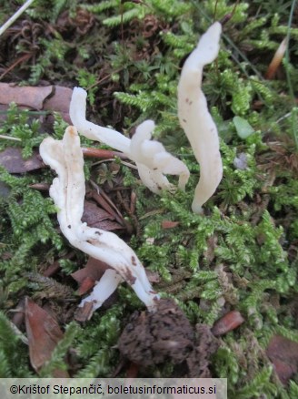 Clavulina rugosa