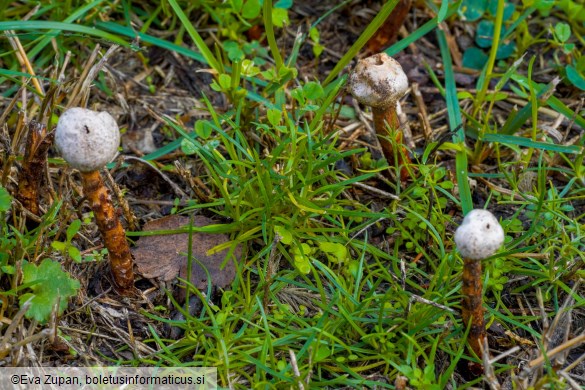 Tulostoma winterhoffii