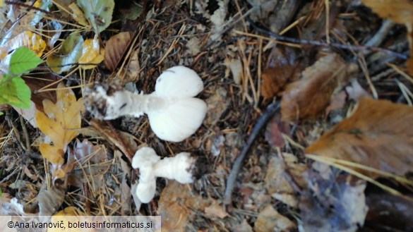 Amanita pantherina