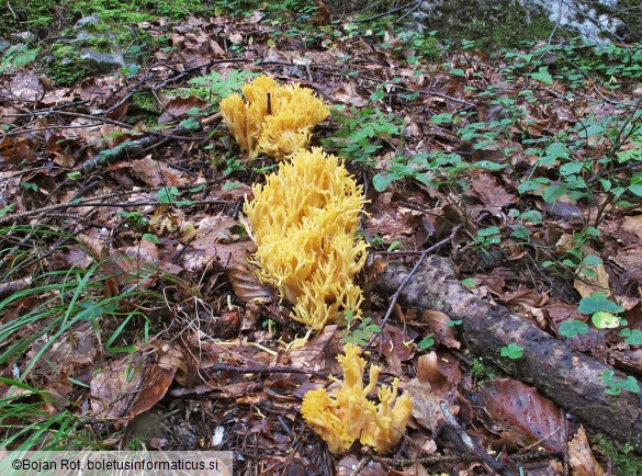 Ramaria flavescens