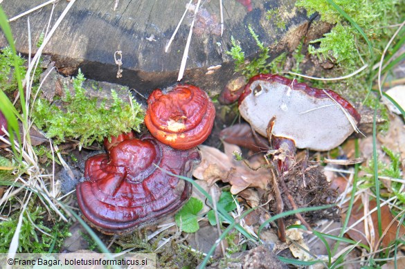 Ganoderma lucidum