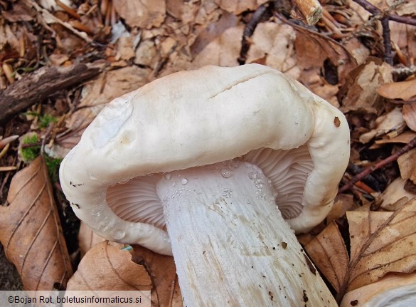 Hygrophorus poetarum