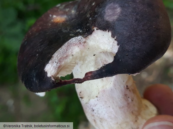 Russula langei