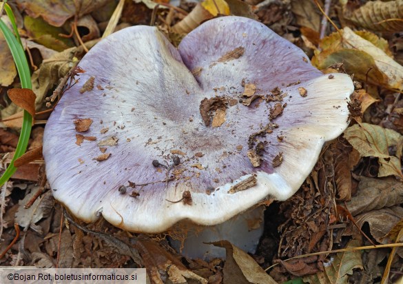 Cortinarius cumatilis
