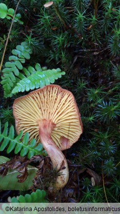 Phylloporus rhodoxanthus