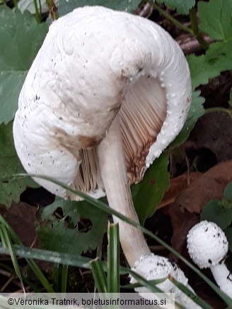 Leucocoprinus cretaceus