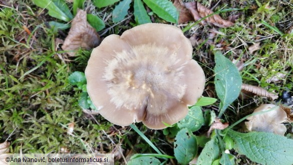 Entoloma rhodopolium