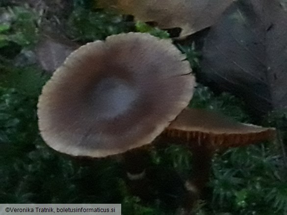 Cortinarius flexipes