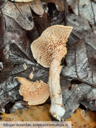 Hydnum rufescens