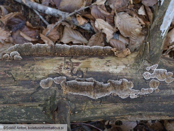 Gloeophyllum abietinum