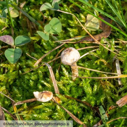 Tulostoma brumale