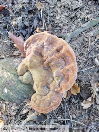 Ganoderma carnosum