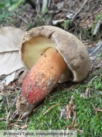 Boletus calopus