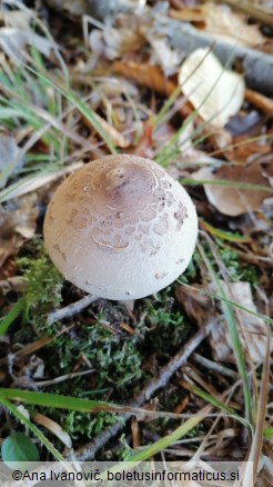 Macrolepiota permixta