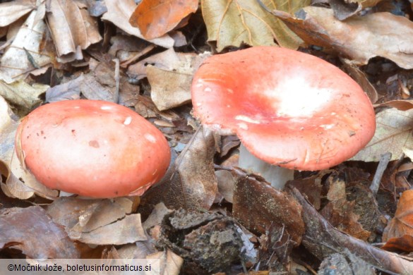 Russula nobilis