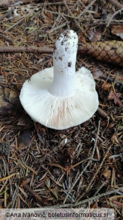 Russula virescens