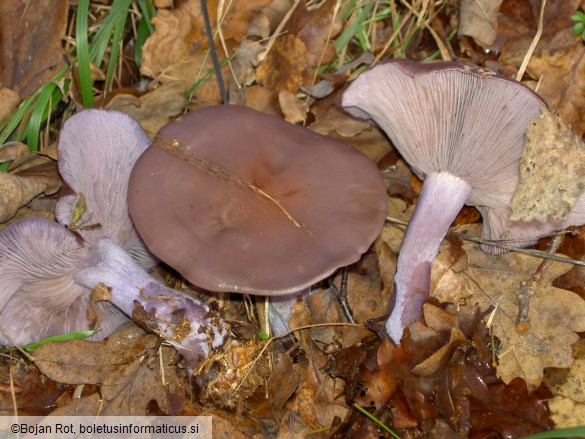 Lepista nuda