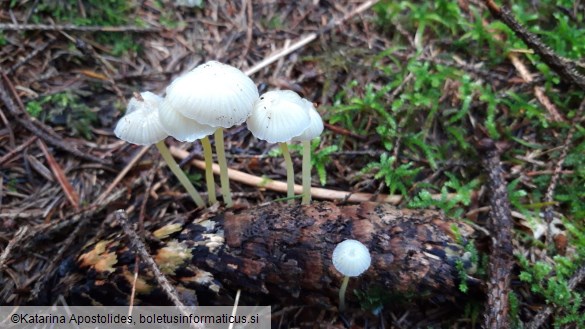 Mycena epipterygia