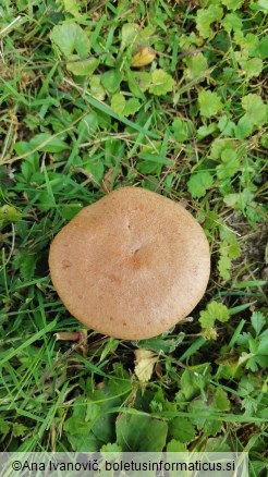 Lactarius quietus