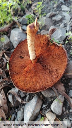 Pholiota conissans