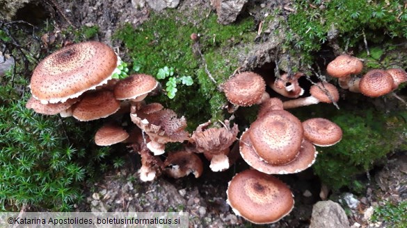 Armillaria ostoyae