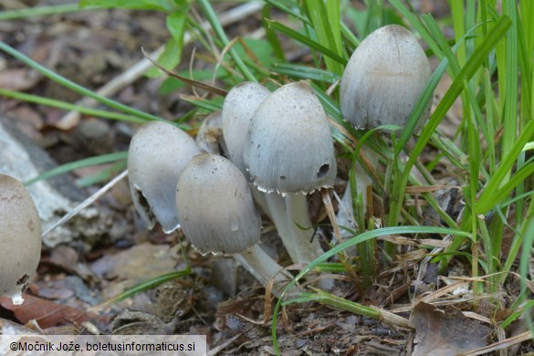 Coprinopsis atramentaria