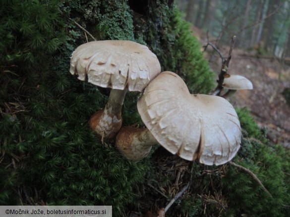 Cortinarius traganus