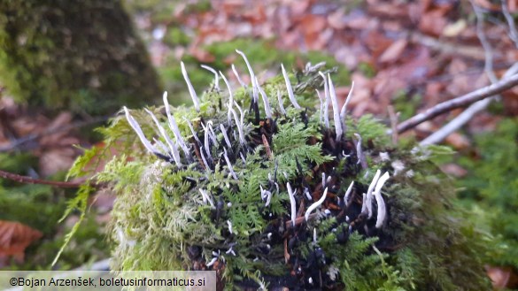 Xylaria hypoxylon