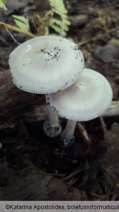 Amanita vaginata