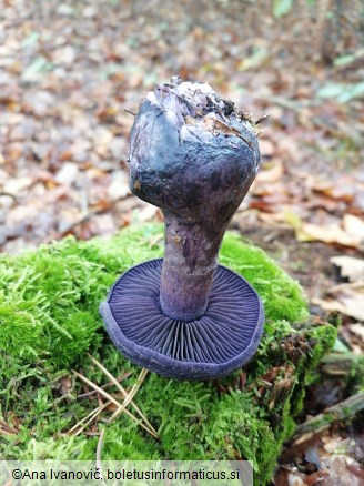 Cortinarius violaceus