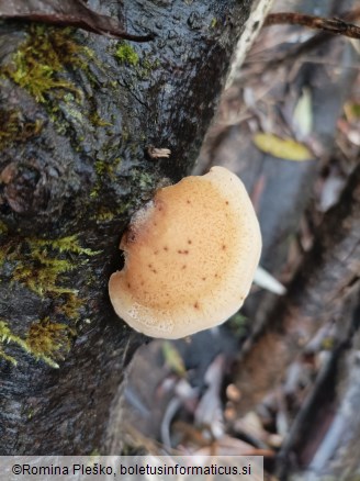 Crepidotus mollis var. calolepis