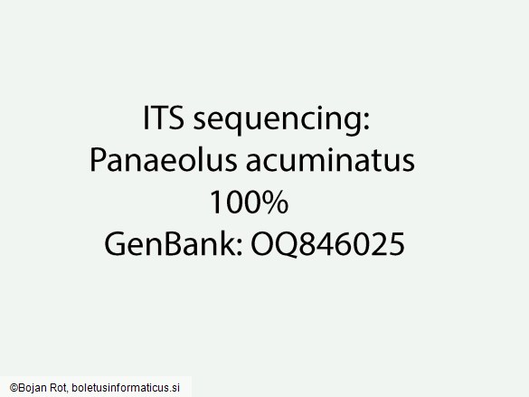 Panaeolus acuminatus