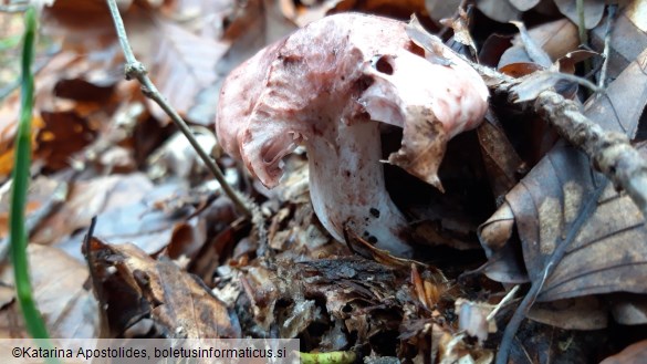 Hygrophorus russula